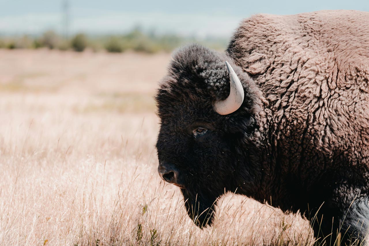 Montana Bison